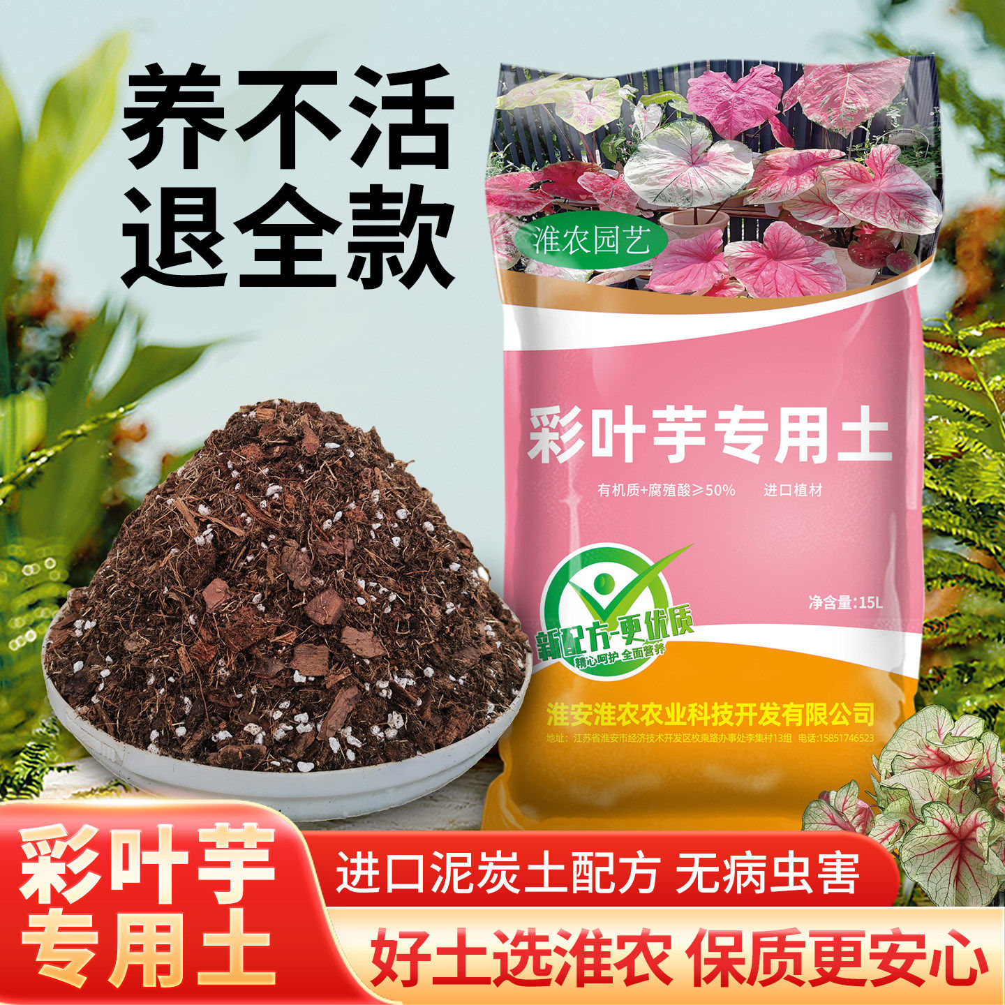 彩叶芋专用土进口植材无病虫害图片