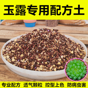 玉露专用土十二卷多肉通用型颗粒土营养土配方土 透气 控型上色快
