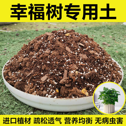 幸福树配方土进口植材无病虫害