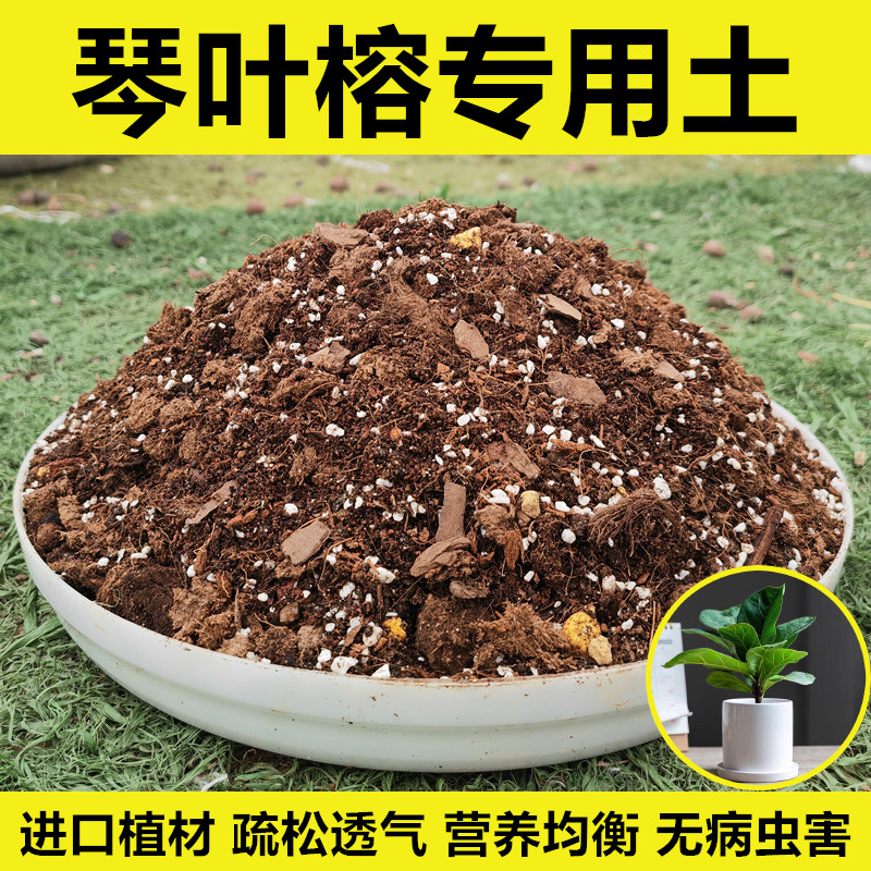 琴叶榕配方土进口植材无病虫害