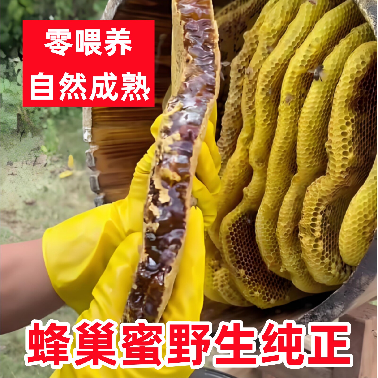 野生蜂巢蜜嚼着吃纯正天然蜂巢原生态蜂窝土蜂蜜块成熟老巢蜜500g