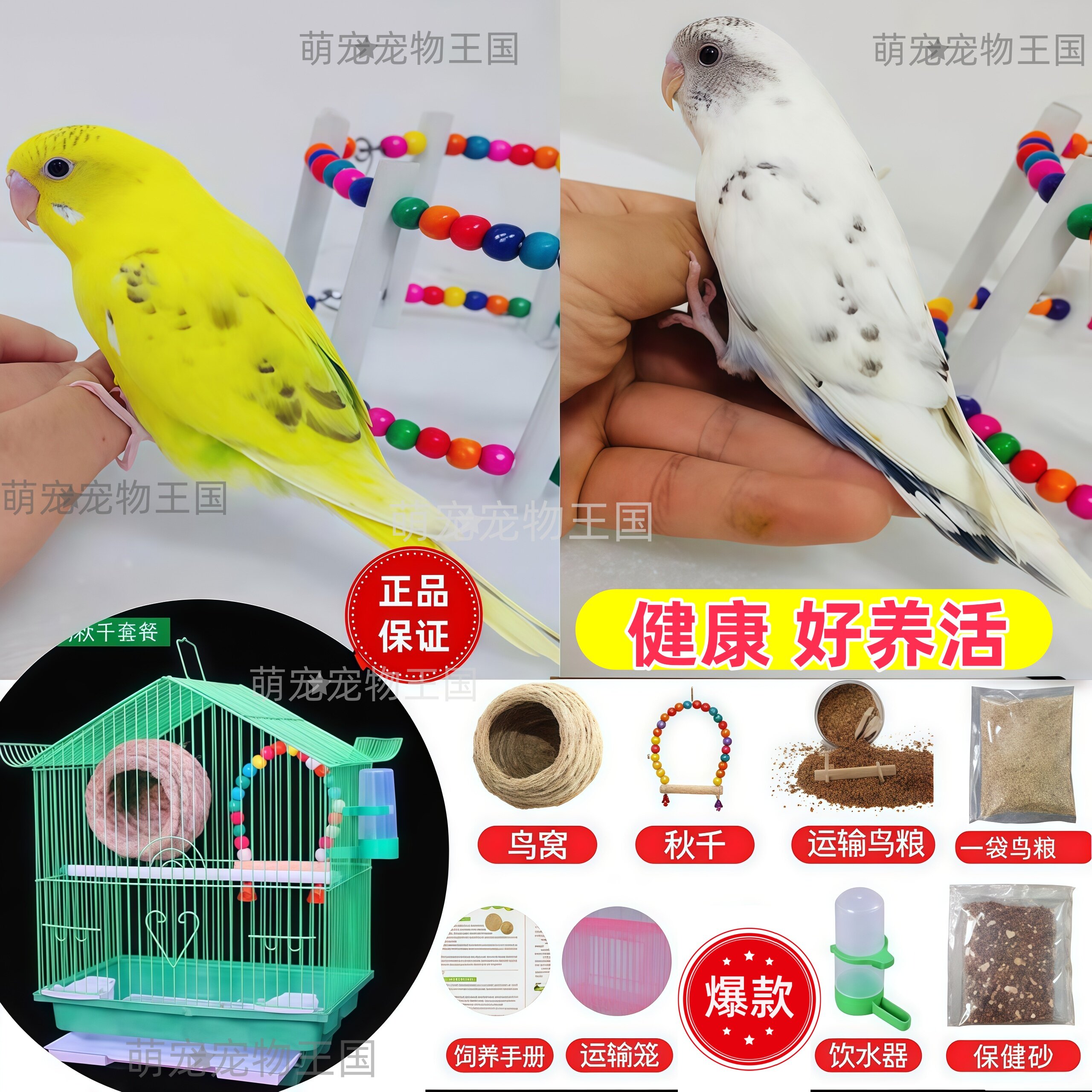 虎皮鹦鹉活鸟活物宠物鸟会说话鸟类活鸟体玄凤幼鸟小鸟手养宠物鸟