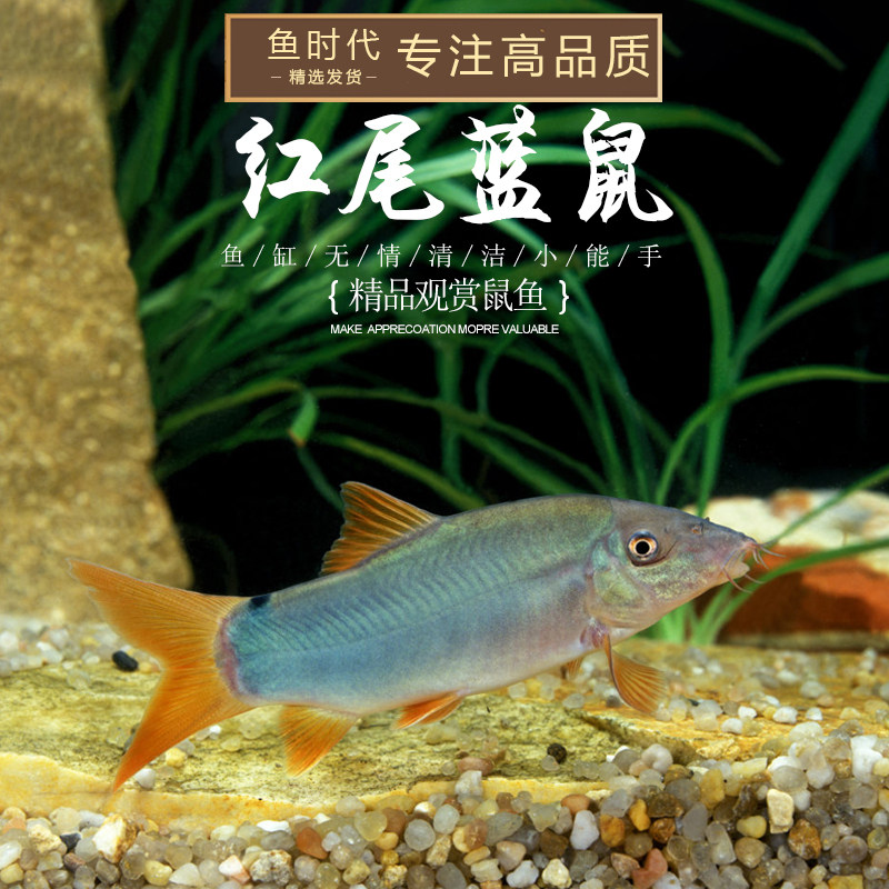 红尾蓝鼠泰国马来西亚进口藍鼠中大型老鼠鱼三间鼠皇冠蓝纹鼠活体