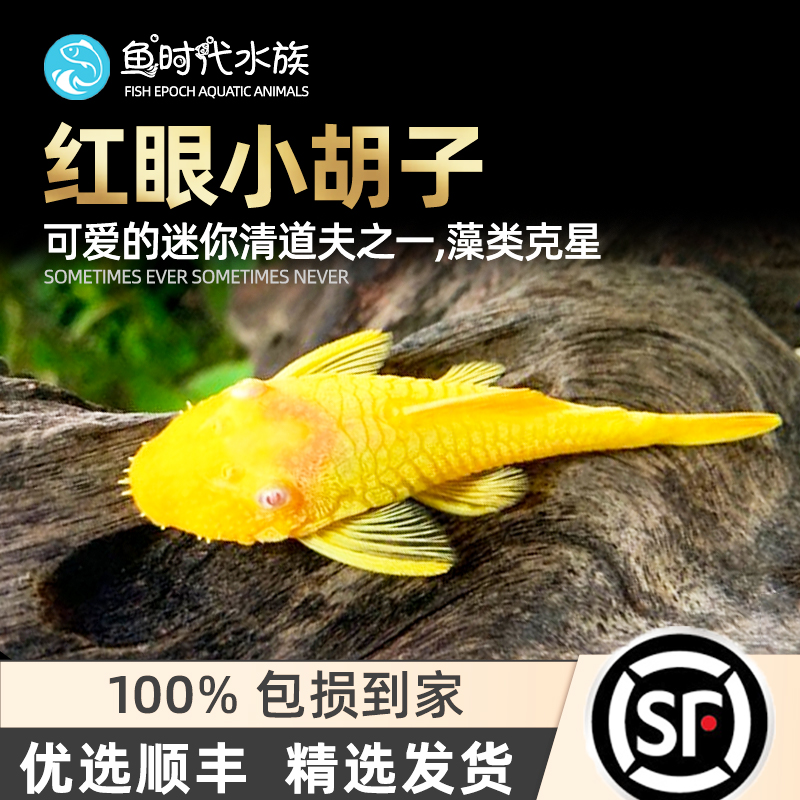 [鱼时代]除藻能手 异型鱼红眼黄金大胡子大帆长帆天使清洁工具鱼