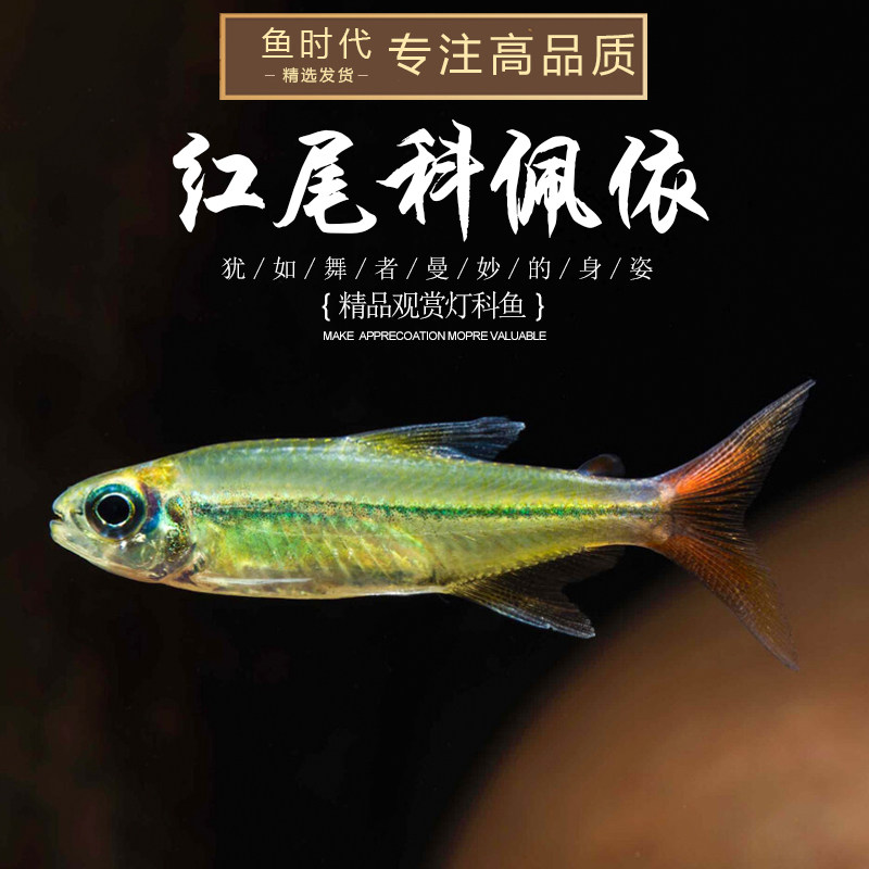 红尾科佩依翠绿南美水族稀有高端热带灯科观赏鱼草缸霓虹灯群游鱼
