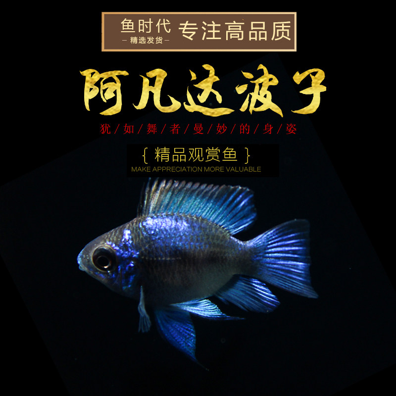 阿凡达波子 草缸小型热带观赏宠物鱼蓝波子荷兰宝蓝凤凰球鱼活体