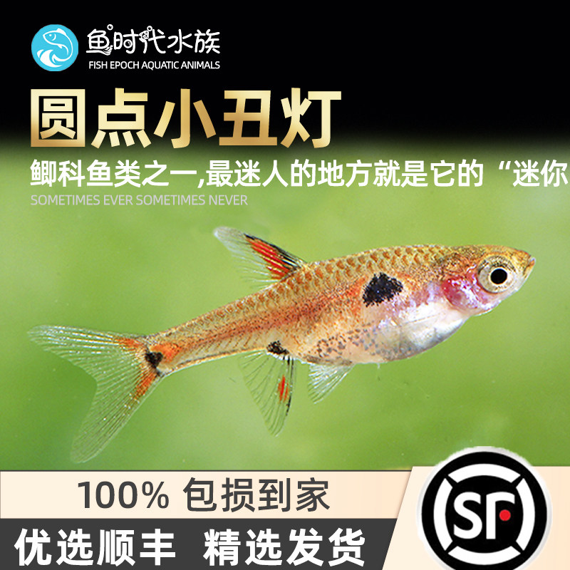 小丑灯鱼迷你小型灯科鱼淡水热带鱼群游一线绿线玫瑰红蚂蚁灯活体