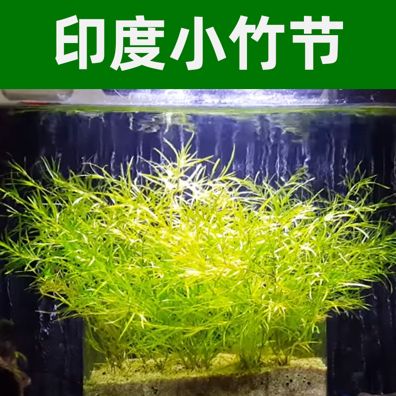 印度小竹节草中后景懒人新手造景虾缸躲避真金鱼藻阴性水草缸活体