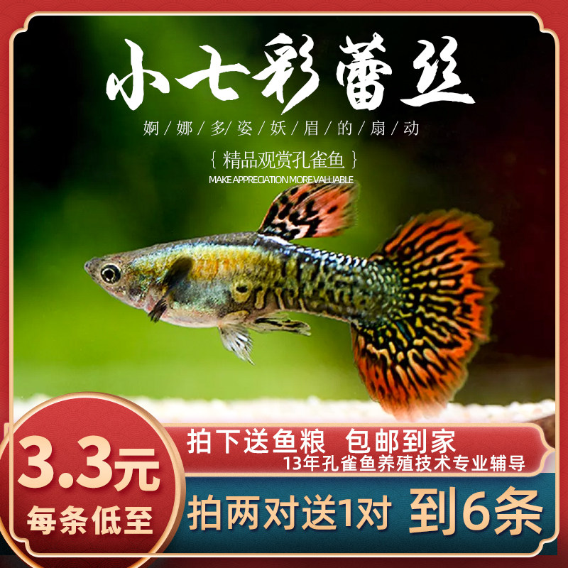 [鱼时代]小七彩蕾丝 热带观赏鱼入门级孔雀鱼小型草缸胎生鱼活体