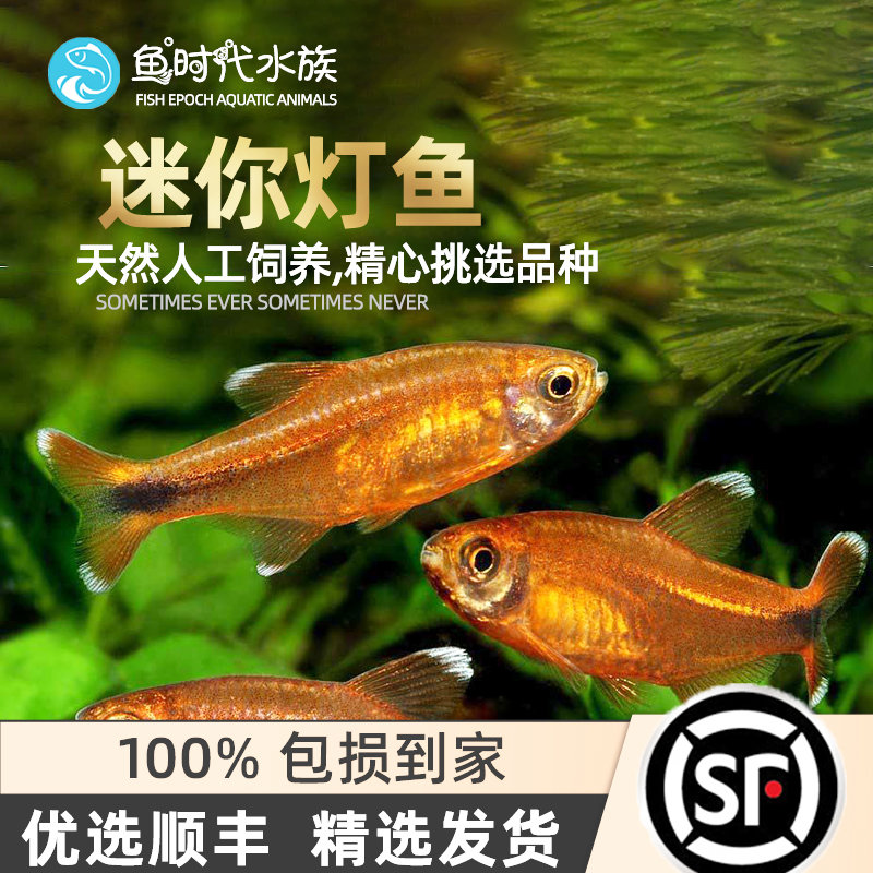 迷你灯鱼金针红绿灯宝莲灯热带小型灯鱼草缸群游樱桃