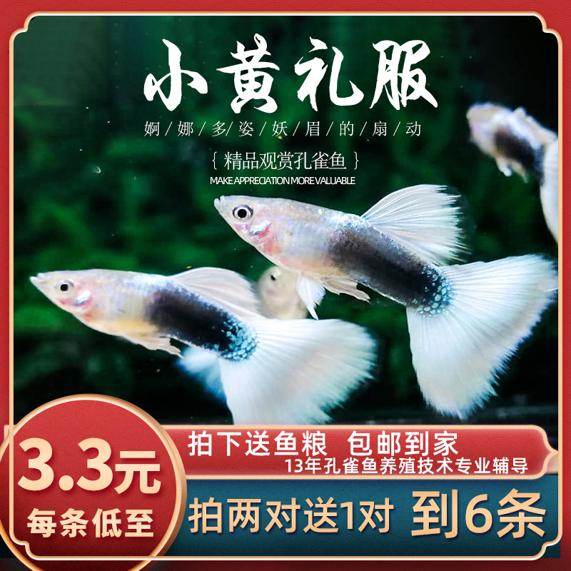 鱼时代 黄礼服孔雀鱼 淡水鱼缸活体观赏宠物练手草尾热带胎生鱼