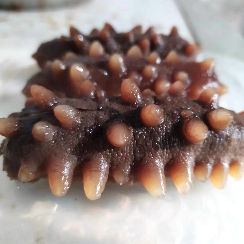 大连即食海参野生辽刺叁海生鲜海海参