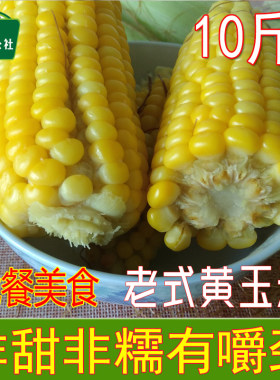山东老式黄玉米现摘笨玉米棒