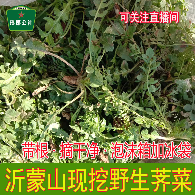 现挖野生荠菜山东农家可做饺子馅