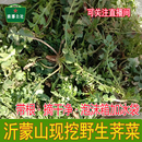 2026荠菜野生新鲜现挖山东应季 蔬菜做水饺混沌过冬野菜露天带根