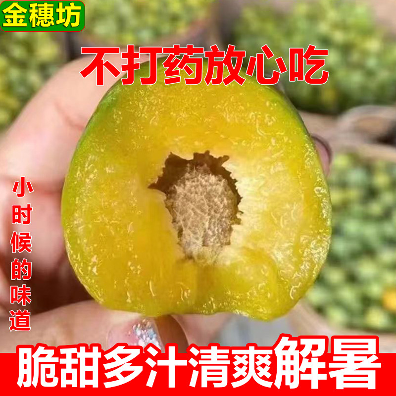 重庆农家青脆李脆甜多汁无农药