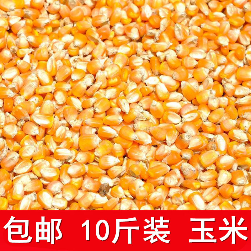 包邮玉米鸽粮10斤东北钓鱼打窝