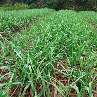湖南本地新鲜蒜叶红皮蒜苗秧苗农家自种大蒜苗蒜叶青蒜叶子蒜菜