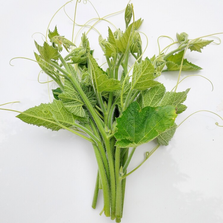 湖南农家自种南瓜尖新鲜嫩叶南瓜叶菜类