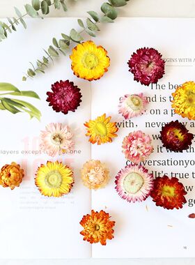 七彩菊雏菊花头天然菊花头diy干花花头混色橙色橘色清新风干混装