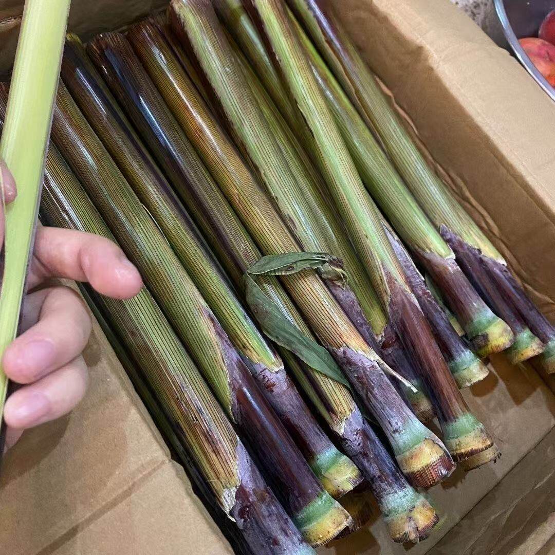 东北特产农家院新鲜现割现发黑皮其它