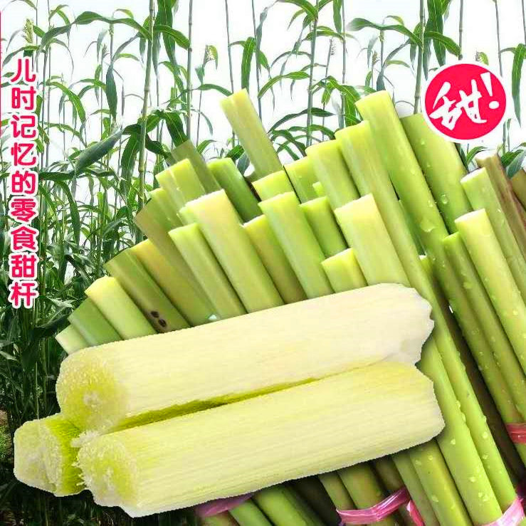 (东北特产农家院)新鲜甜柑小甘蔗5斤高粱现割应季节包邮甜杆