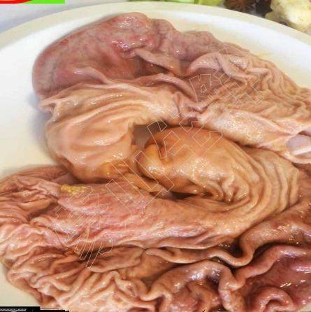 【东北特产农家院】生鲜无油猪肚家用炖煮食材单个冷链发货包邮