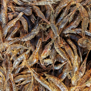 【东北特产农家院】东北淡水河大虾虾米 家用白灼红烧冷冻水产