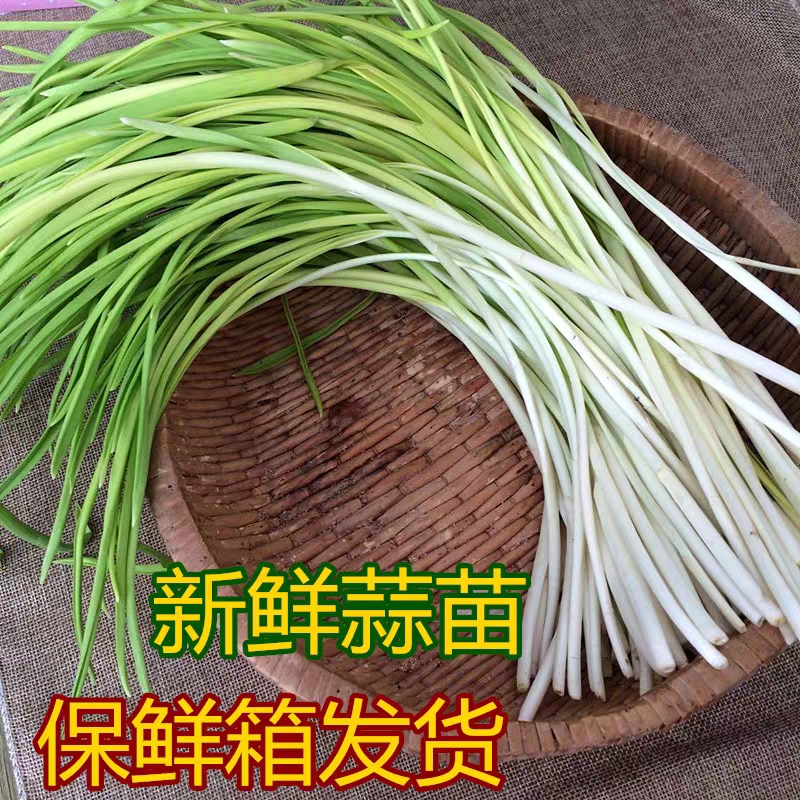 东北特产农家院新鲜现割蒜苗蒜毫蔬菜应季4斤包邮