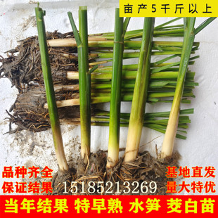 茭白种苗高瓜根苗单季双季茭白苗茭瓜苗高笋种根龙虾塘鱼塘水田种