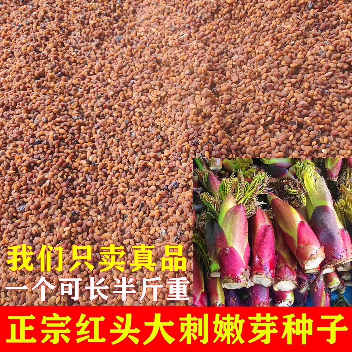 红刺龙芽种子刺老芽山野菜刺老包种子刺嫩芽树苗蔬菜种子刺龙苞籽