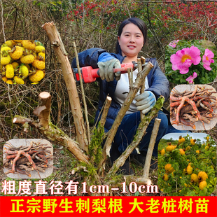 刺梨苗子野生刺梨根野果老桩苗茨梨树中药材刺梨根维C之王果树苗