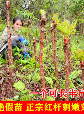 红刺嫩芽树苗红葱木刺老芽苗子