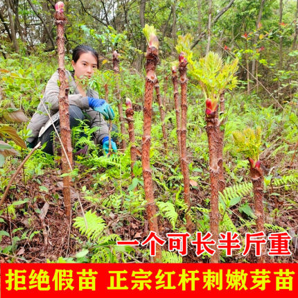 刺嫩芽树苗红葱木刺老芽苗子刺老包刺龙芽乌龙头苗红楤木红刺老苞