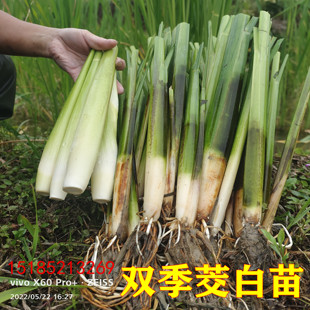 双季茭白苗种四季茭瓜苗高笋种苗高瓜苗净化水质老蹲苗水生蔬菜苗