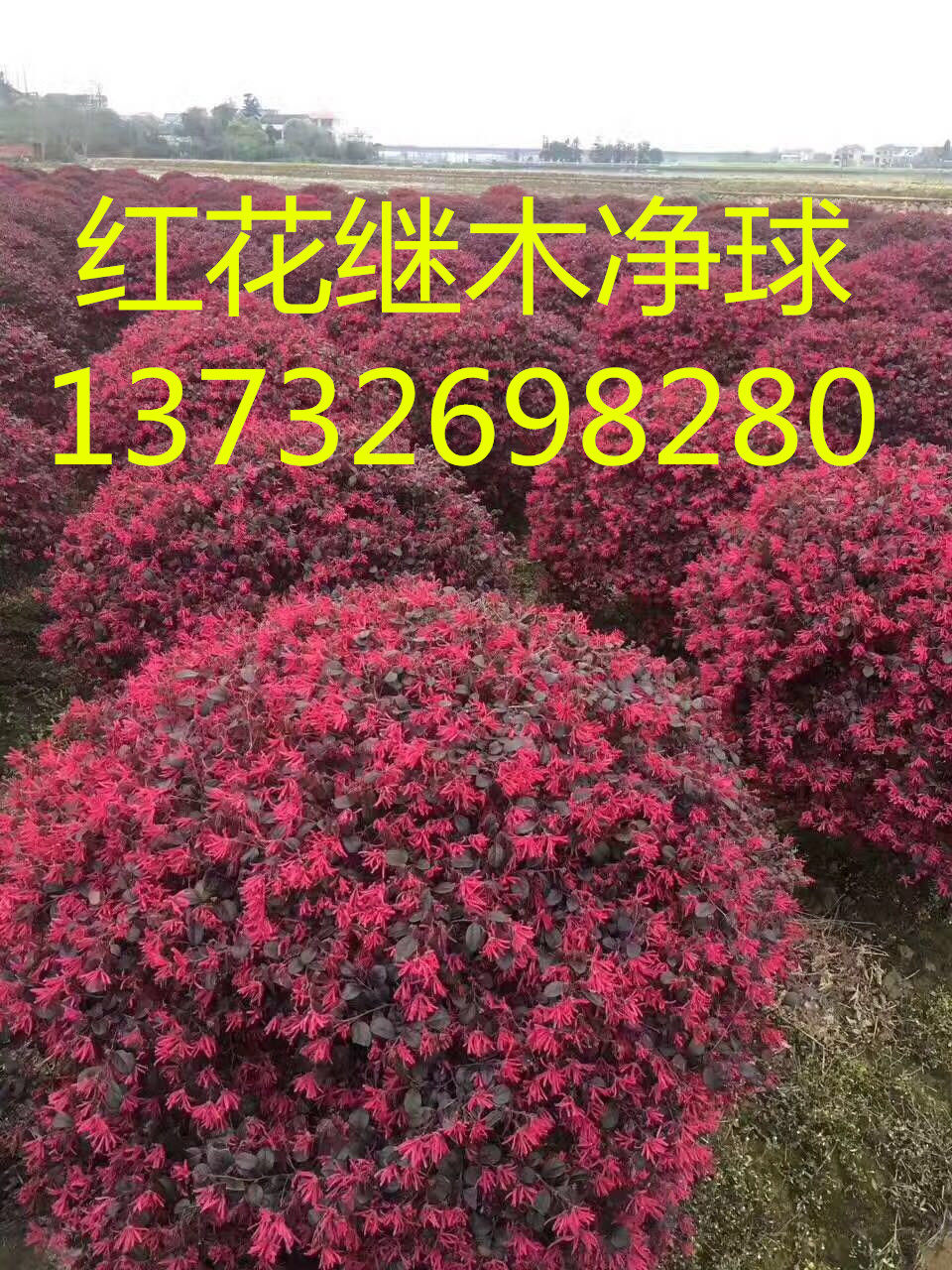 红花继木球庭院四季常青绿化苗木工程苗红花继木小苗绿篱花卉植物