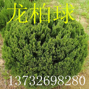 精品龙柏球龙柏球型龙柏小苗龙柏冠球龙柏树苗庭院道路绿化规格全