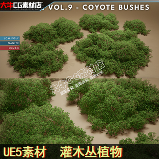 UE5虚幻素材 写实灌木丛植物 小植被矮小野生绿植模型素材