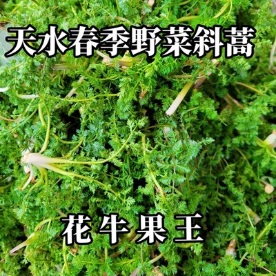 甘肃天水特产小吃天水野菜天水苦苣野菜荠荠菜苜蓿斜蒿花椒芽野菜