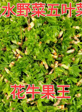 2026五叶菜新鲜上市甘肃天水特产小吃天水野菜五叶菜五尖叶发货中