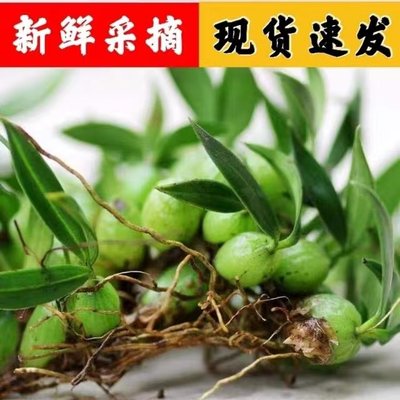 新鲜批发双叶小果双叶软叶小果单叶大果石岩珠包邮潮汕