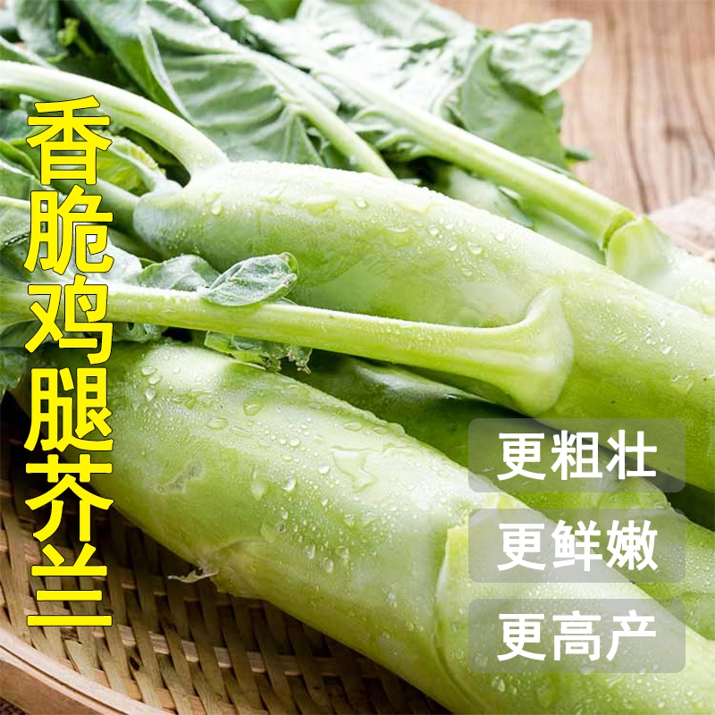 甜脆种子鸡腿芥兰种子粗条芥兰