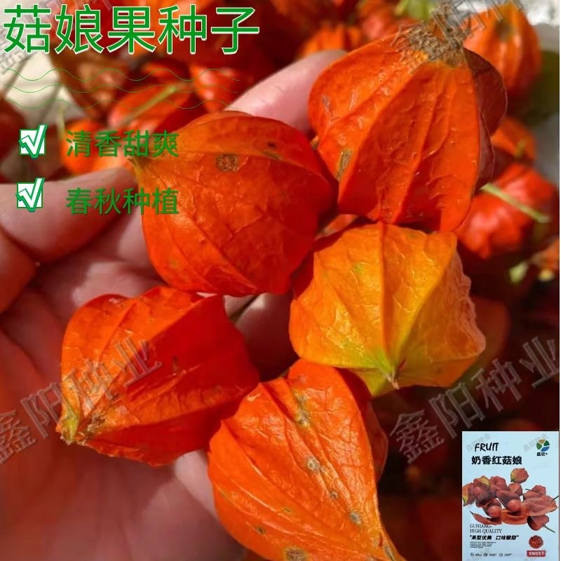 红姑娘苗种子东北红姑娘果种籽苦菇娘秧苗苦姑娘野生观果山姑娘籽