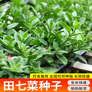 田七种子可食用救心菜养心菜穿心莲食用中药材野菜种盆栽蔬菜种籽