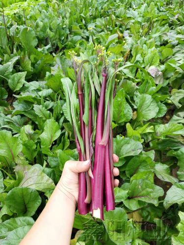 秋播蔬菜种子家庭四季阳台