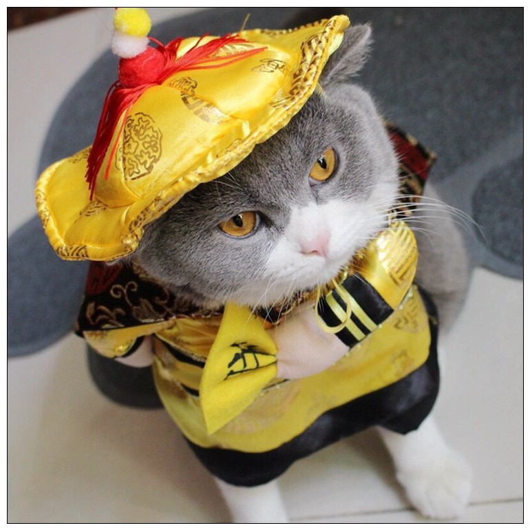 猫狗猫咪搞笑狗仔变身装