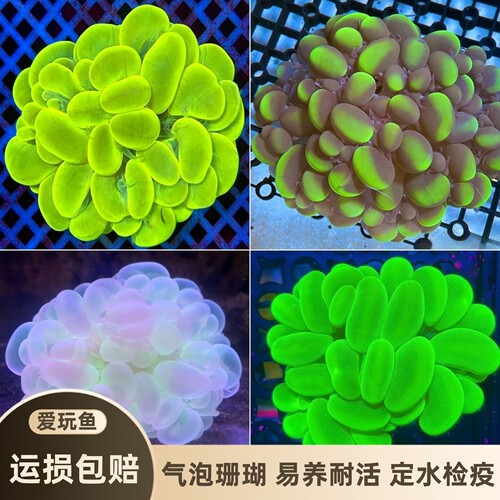 爱玩鱼气泡珊瑚合集荧光绿白气泡