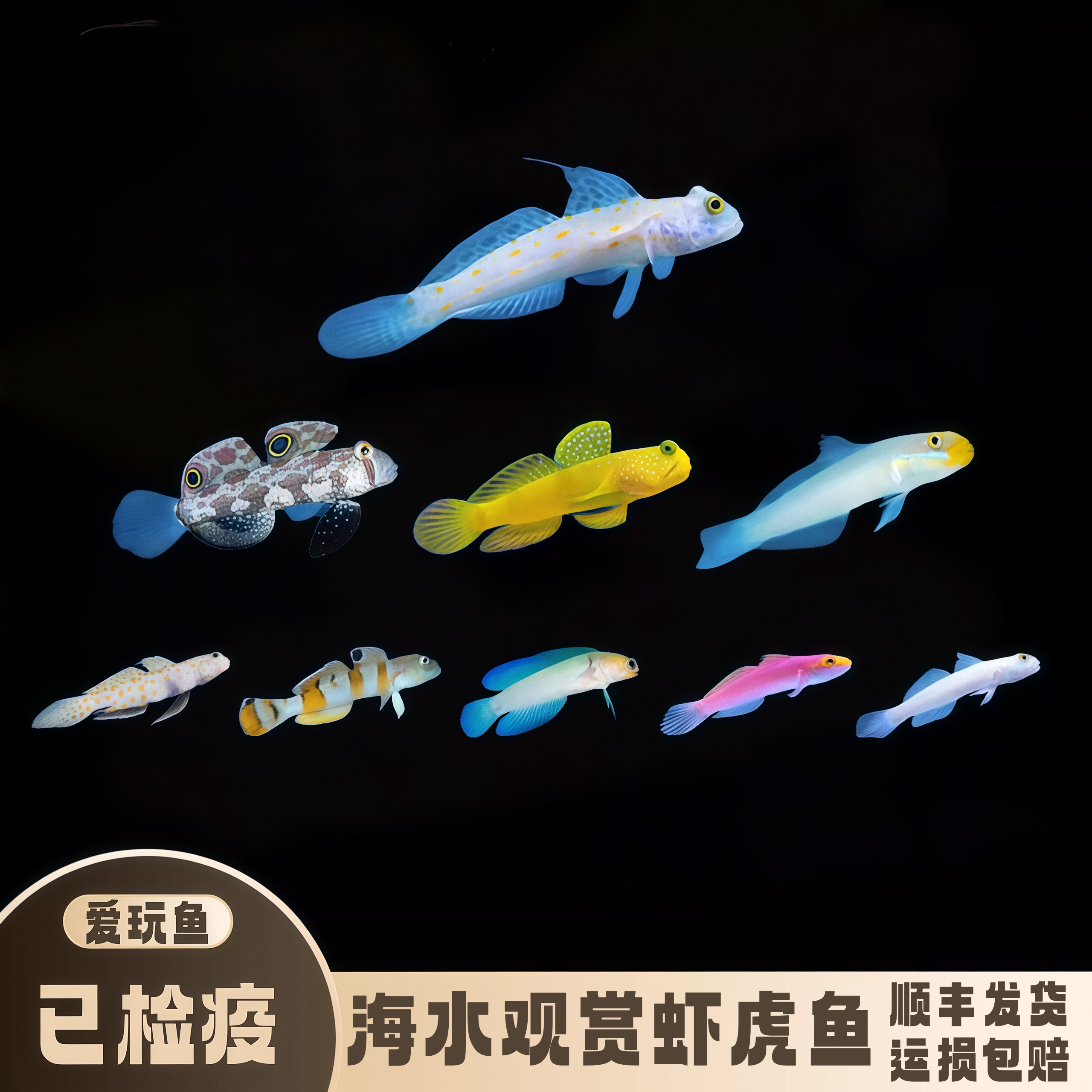 【爱玩鱼】虾虎鱼海水观赏鱼钻石哨兵翻沙虾虎四驱车检疫开口