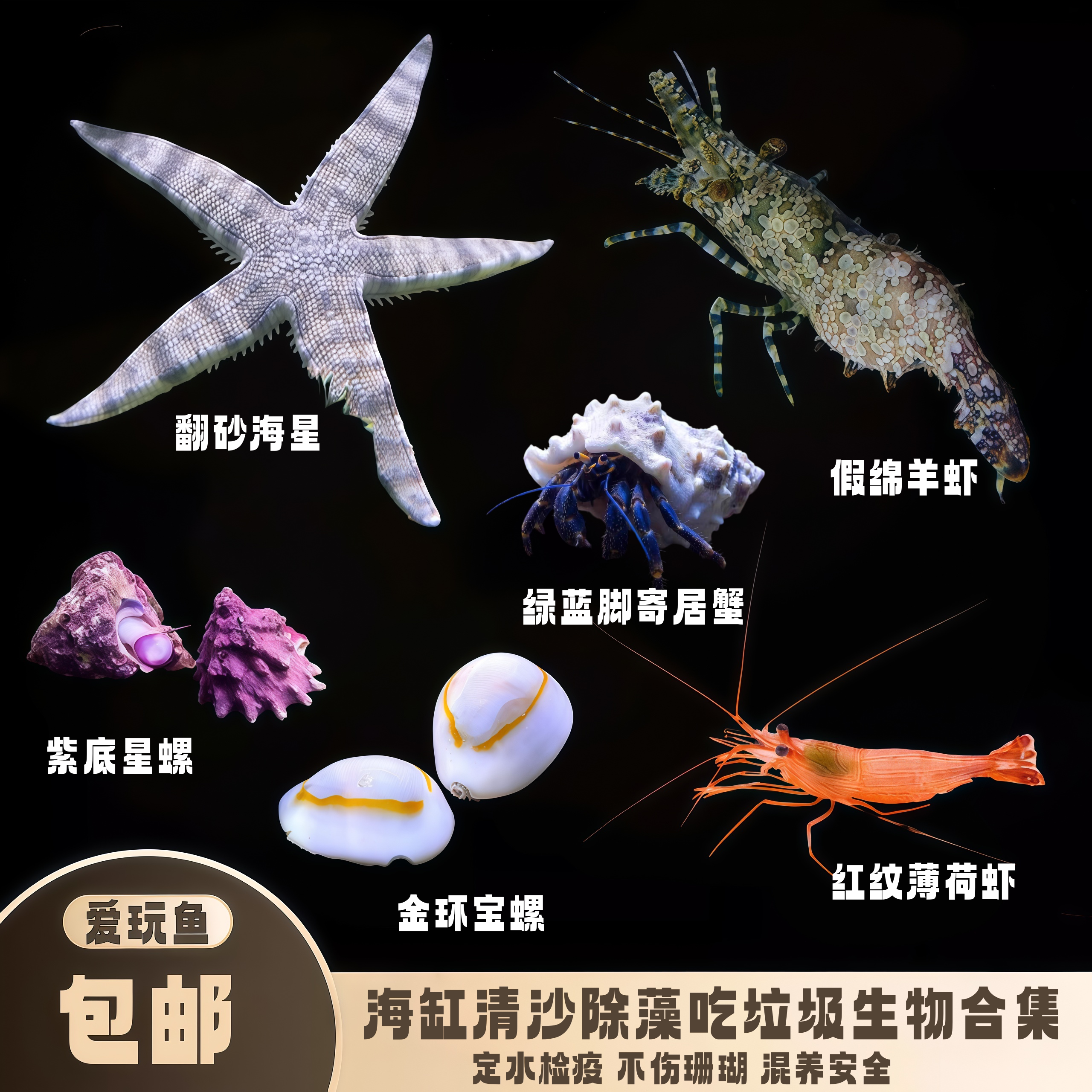 爱玩鱼水族海水缸除藻青丝藻生物