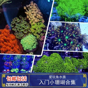 【爱玩鱼】海缸珊瑚活物草皮纽扣炮仗花软体新手易养耐活入门套餐